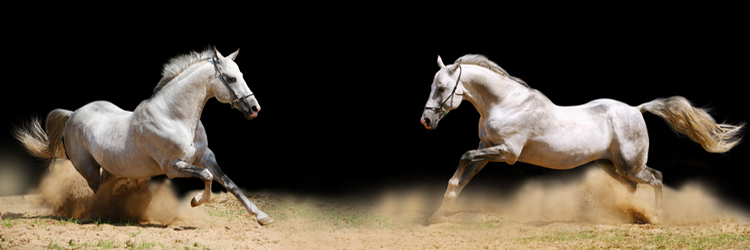 Andrew Cooper, Lancashire Farrier of Distinction